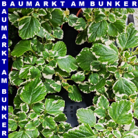 Plectranhus Weihrauch 12 cm Topf