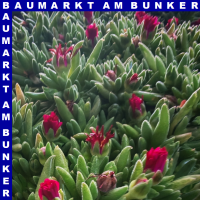 Delosperma coopri Mittagsblume 12 cm Topf