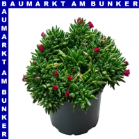 Delosperma coopri Mittagsblume 12 cm Topf