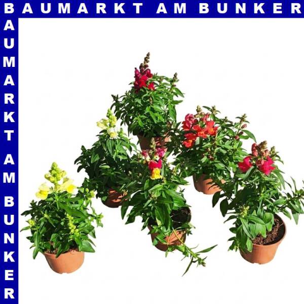 Antirrhinum majus Löwenmäuler 12 cm Topf