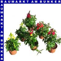 Antirrhinum majus Löwenmäuler 12 cm Topf