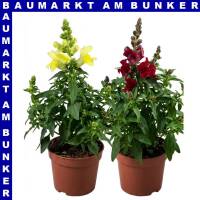 Antirrhinum majus Löwenmäuler 12 cm Topf