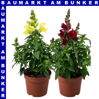 Antirrhinum majus Löwenmäuler 12 cm Topf