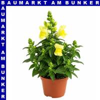 Antirrhinum majus Löwenmäuler 12 cm Topf