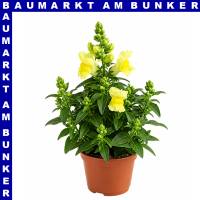 Antirrhinum majus Löwenmäuler 12 cm Topf