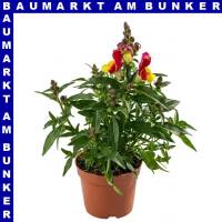Antirrhinum majus Löwenmäuler 12 cm Topf