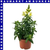 Antirrhinum majus Löwenmäuler 12 cm Topf