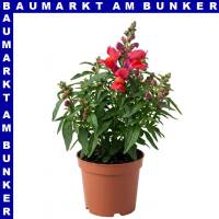 Antirrhinum majus Löwenmäuler 12 cm Topf
