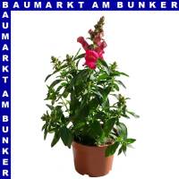 Antirrhinum majus Löwenmäuler 12 cm Topf