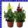 Antirrhinum majus Löwenmäuler 12 cm Topf