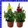Antirrhinum majus Löwenmäuler 12 cm Topf