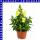 Antirrhinum majus Löwenmäuler 12 cm Topf