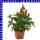 Antirrhinum majus Löwenmäuler 12 cm Topf