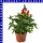Antirrhinum majus Löwenmäuler 12 cm Topf