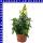 Antirrhinum majus Löwenmäuler 12 cm Topf