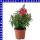 Antirrhinum majus Löwenmäuler 12 cm Topf