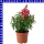Antirrhinum majus Löwenmäuler 12 cm Topf