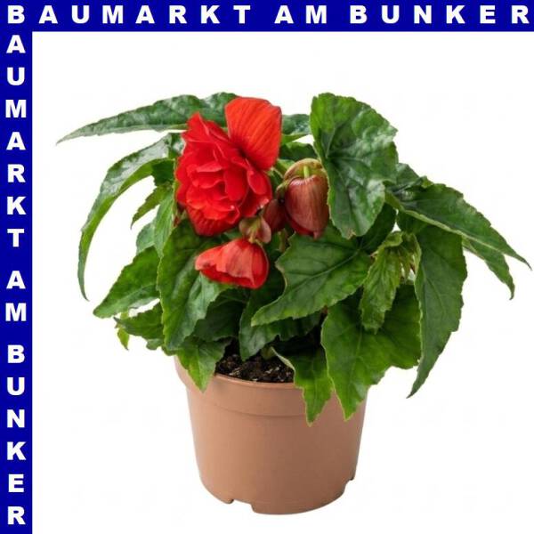 Knollenbegonie hängend Begonia tuberhybrida 12 cm Topf