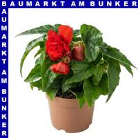 Knollenbegonie hängend Begonia tuberhybrida 12 cm Topf