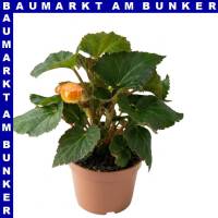 Knollenbegonie hängend Begonia tuberhybrida 12 cm Topf
