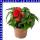 Knollenbegonie hängend Begonia tuberhybrida 12 cm Topf