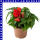 Knollenbegonie hängend Begonia tuberhybrida 12 cm Topf