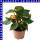 Knollenbegonie hängend Begonia tuberhybrida 12 cm Topf