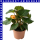 Knollenbegonie hängend Begonia tuberhybrida 12 cm Topf