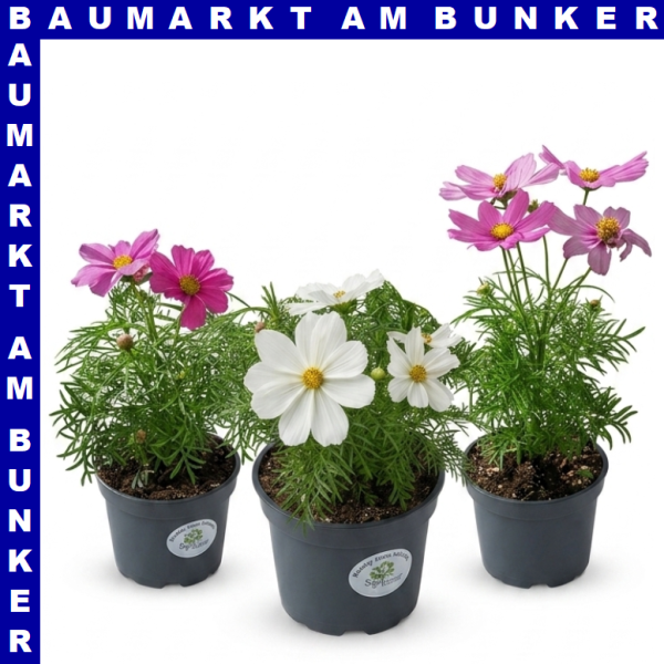 Cosmos bipinnatus Schmuckkörbchen 12 cm Topf