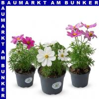 Cosmos bipinnatus Schmuckkörbchen 12 cm Topf