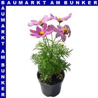 Cosmos bipinnatus Schmuckkörbchen 12 cm Topf