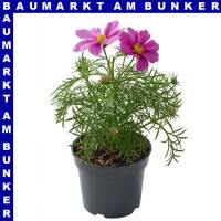 Cosmos bipinnatus Schmuckkörbchen 12 cm Topf
