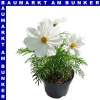 Cosmos bipinnatus Schmuckkörbchen 12 cm Topf