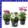 Cosmos bipinnatus Schmuckkörbchen 12 cm Topf