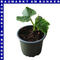 Kastengurken 9 cm Topf