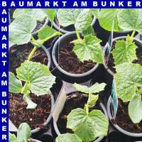Kastengurken 9 cm Topf