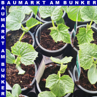 Kastengurken 9 cm Topf