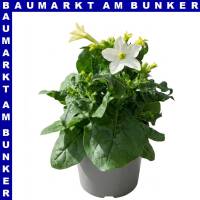Nicotiana sanderae Ziertabak 12 cm Topf