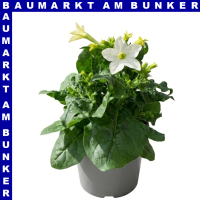 Nicotiana sanderae Ziertabak 12 cm Topf