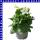 Nicotiana sanderae Ziertabak 12 cm Topf