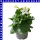 Nicotiana sanderae Ziertabak 12 cm Topf