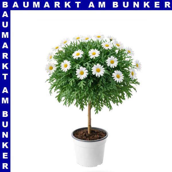 Margerite Argyranthemum frutescens Ministamm 14 cm Topf