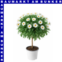 Margerite Argyranthemum frutescens Ministamm 14 cm Topf