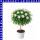 Margerite Argyranthemum frutescens Ministamm 14 cm Topf