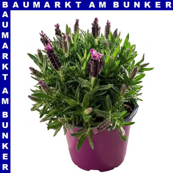 Lavendel Lavandula stoechas 18 cm Topf