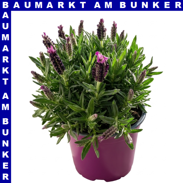 Lavendel Lavandula stoechas 18 cm Topf