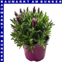 Lavendel Lavandula stoechas 18 cm Topf