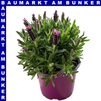 Lavendel Lavandula stoechas 18 cm Topf