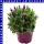 Lavendel Lavandula stoechas 18 cm Topf