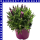 Lavendel Lavandula stoechas 18 cm Topf